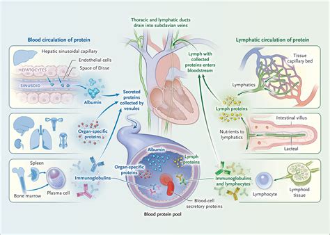 ple|ple disease.